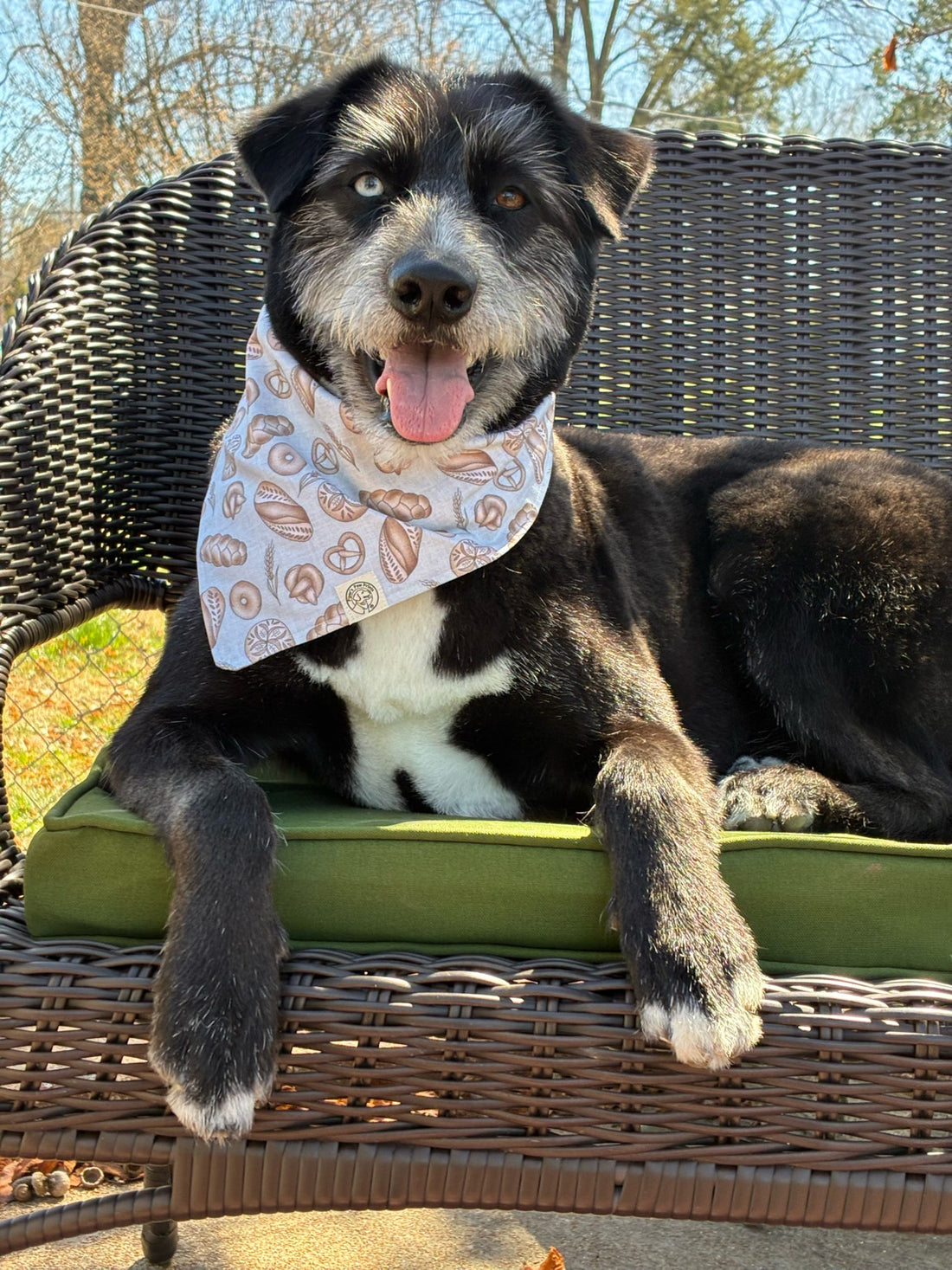 Spring 2026 Ambassador