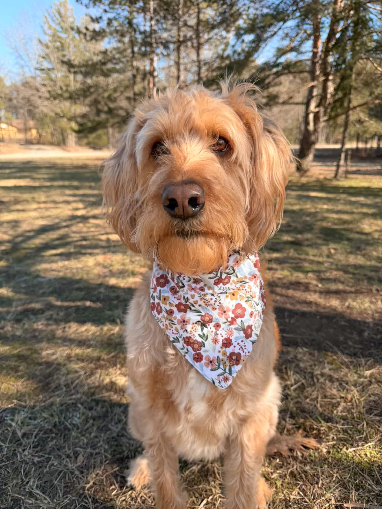 The Sadie Jo Bandana