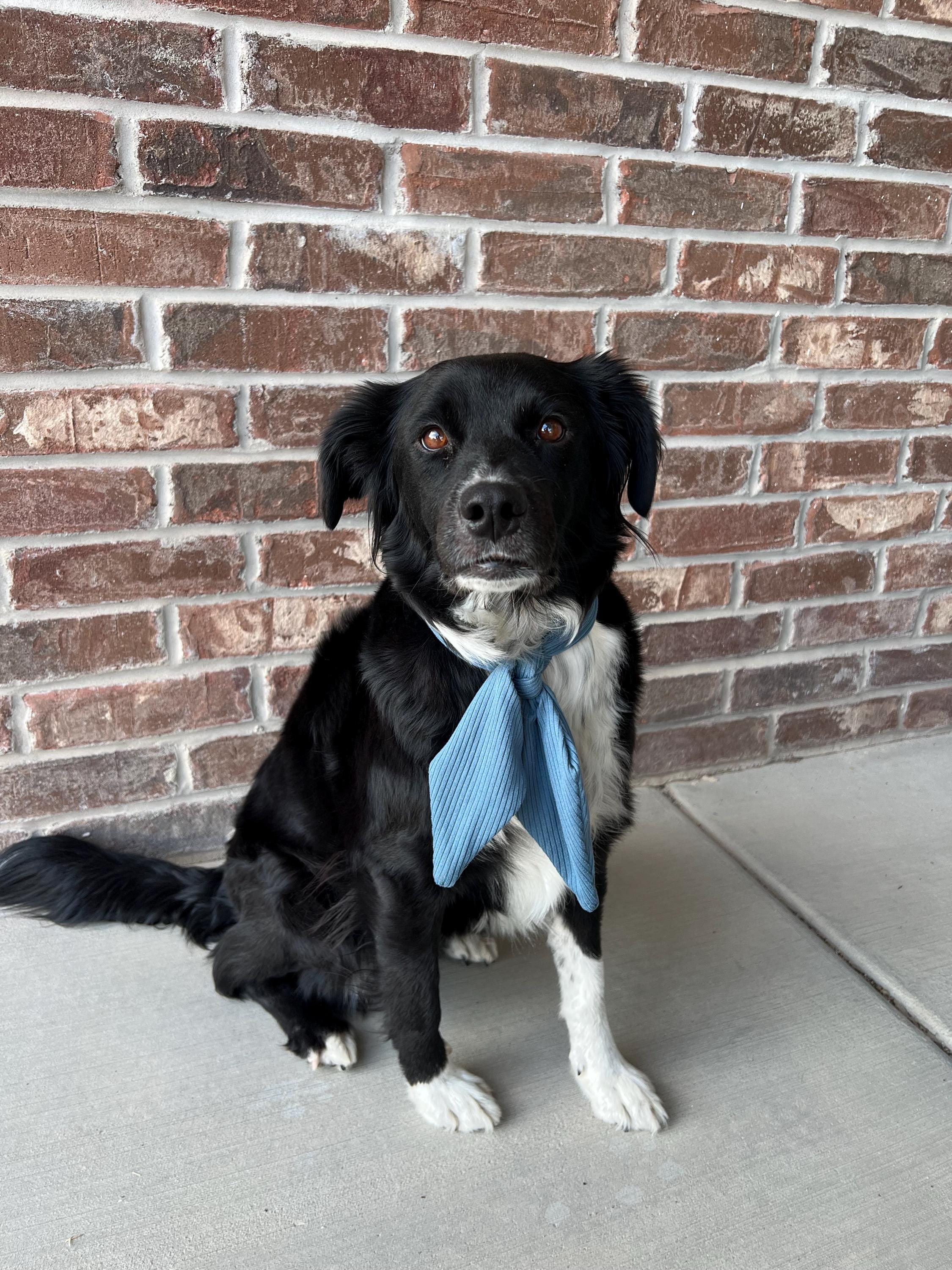 Dusty Blue Ascot