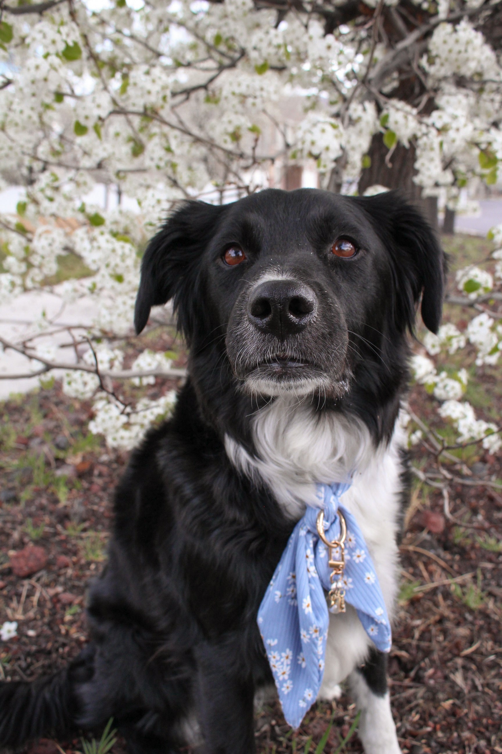 Blue Daisy Ascot