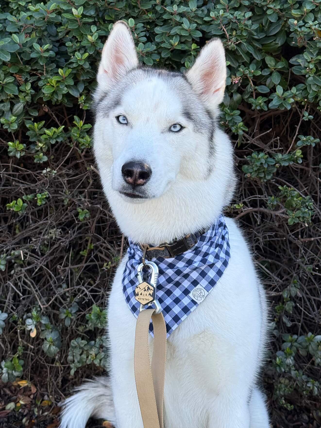 The Zeus Bandana