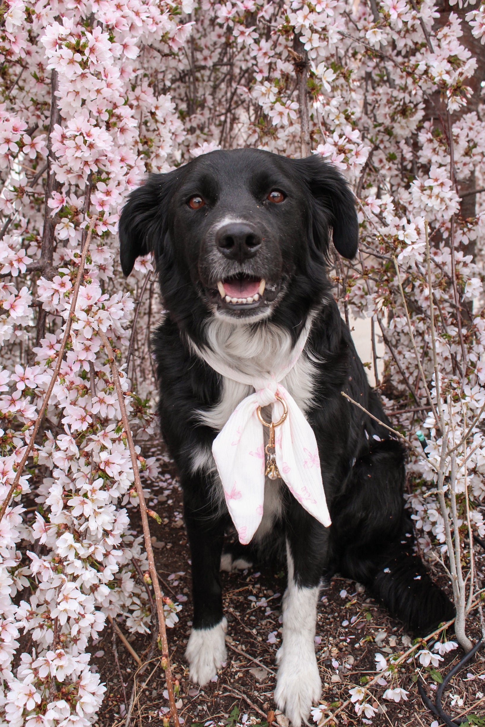 Blush Bows Ascot