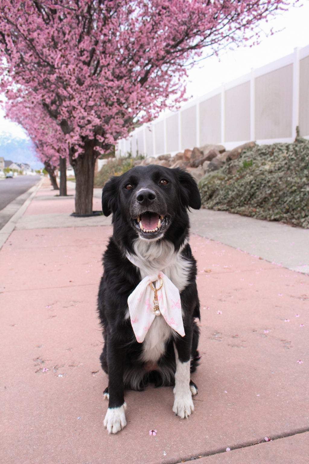 Blush Bows Ascot