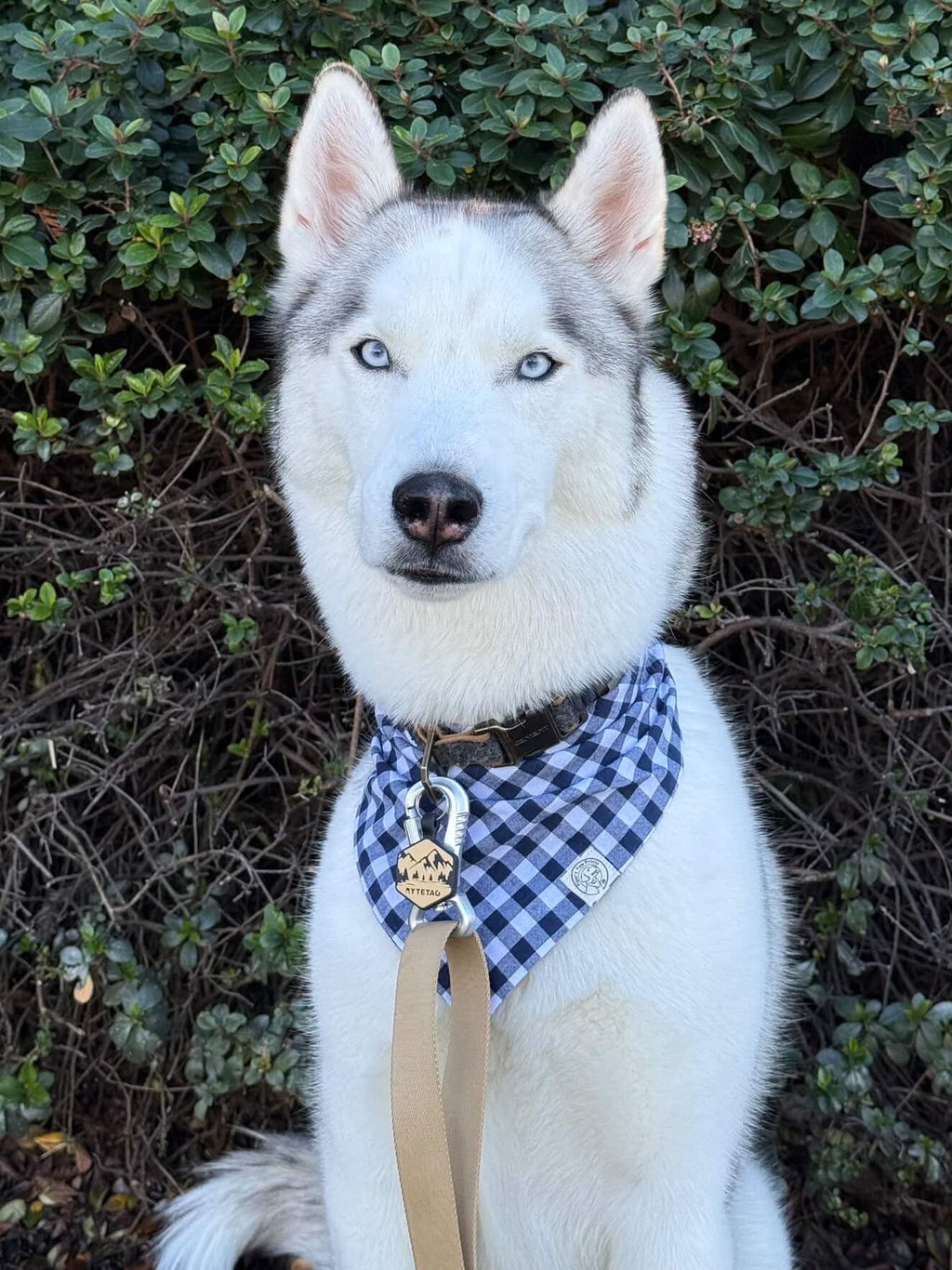 The Zeus Bandana