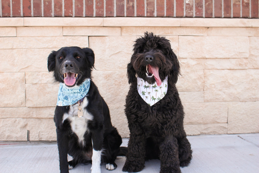 Coastal Pup Bandana