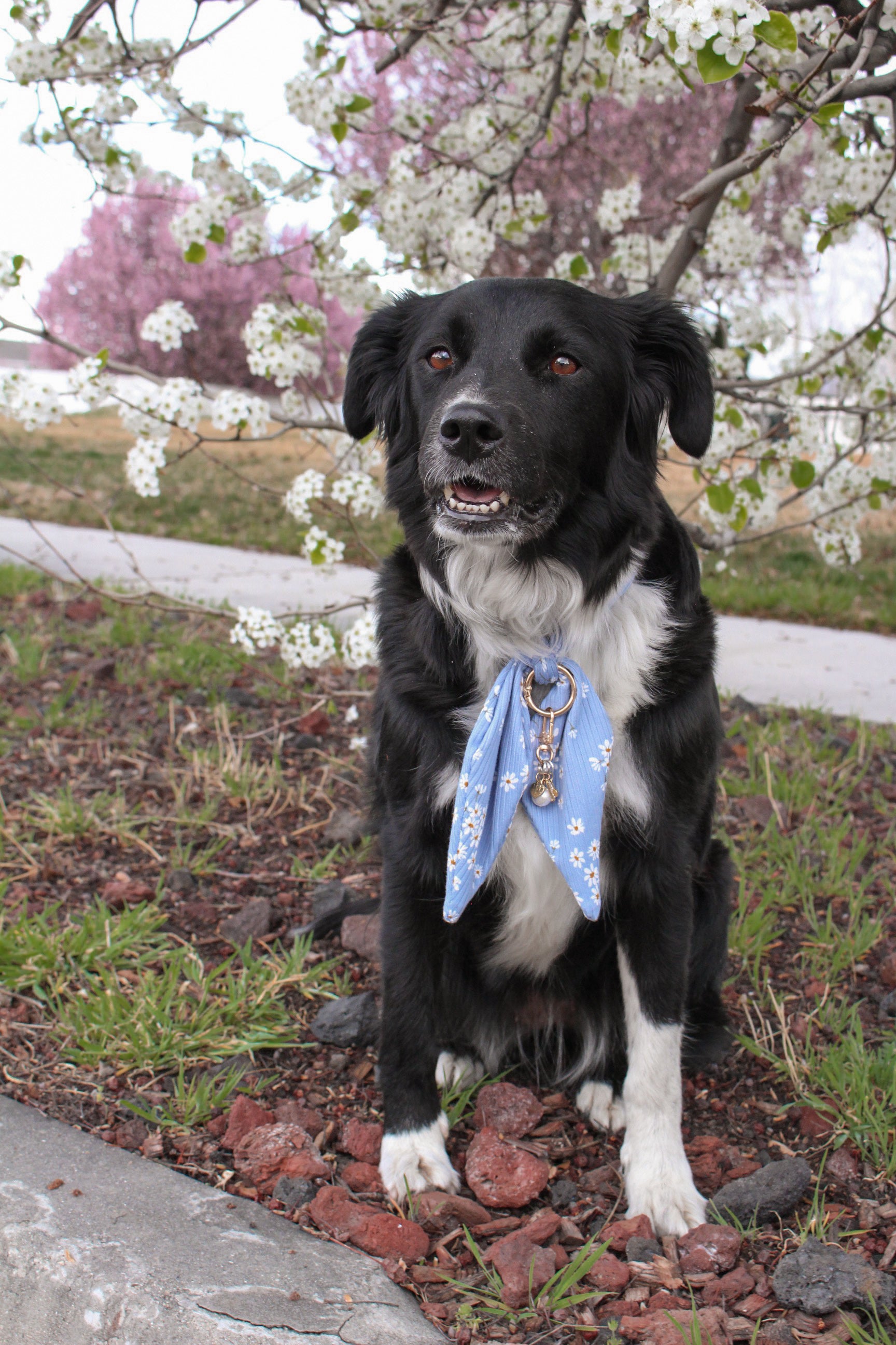 Blue Daisy Ascot