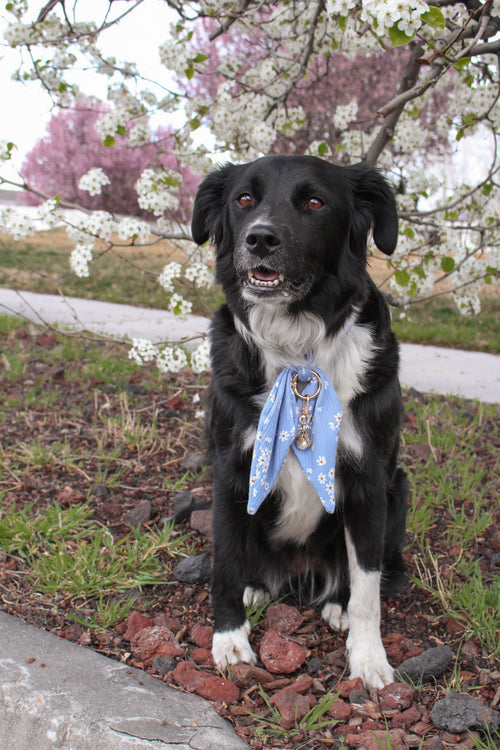 Blue Daisy Ascot