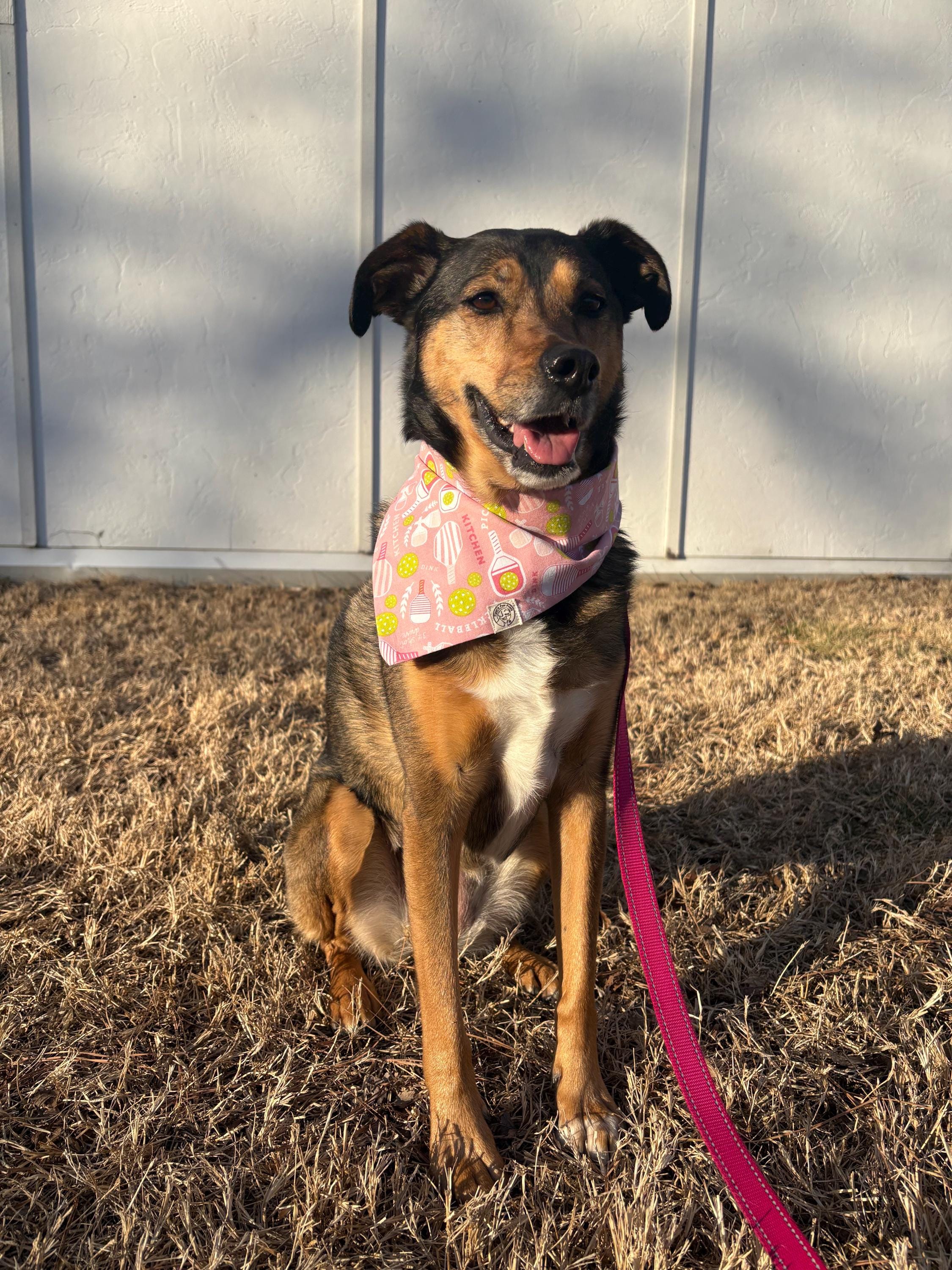 Pickleball Pup (Pink) Bandana