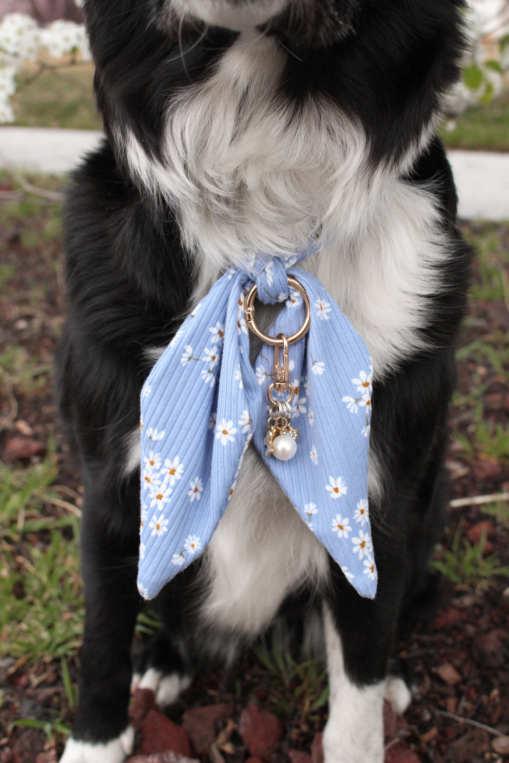 Blue Daisy Ascot
