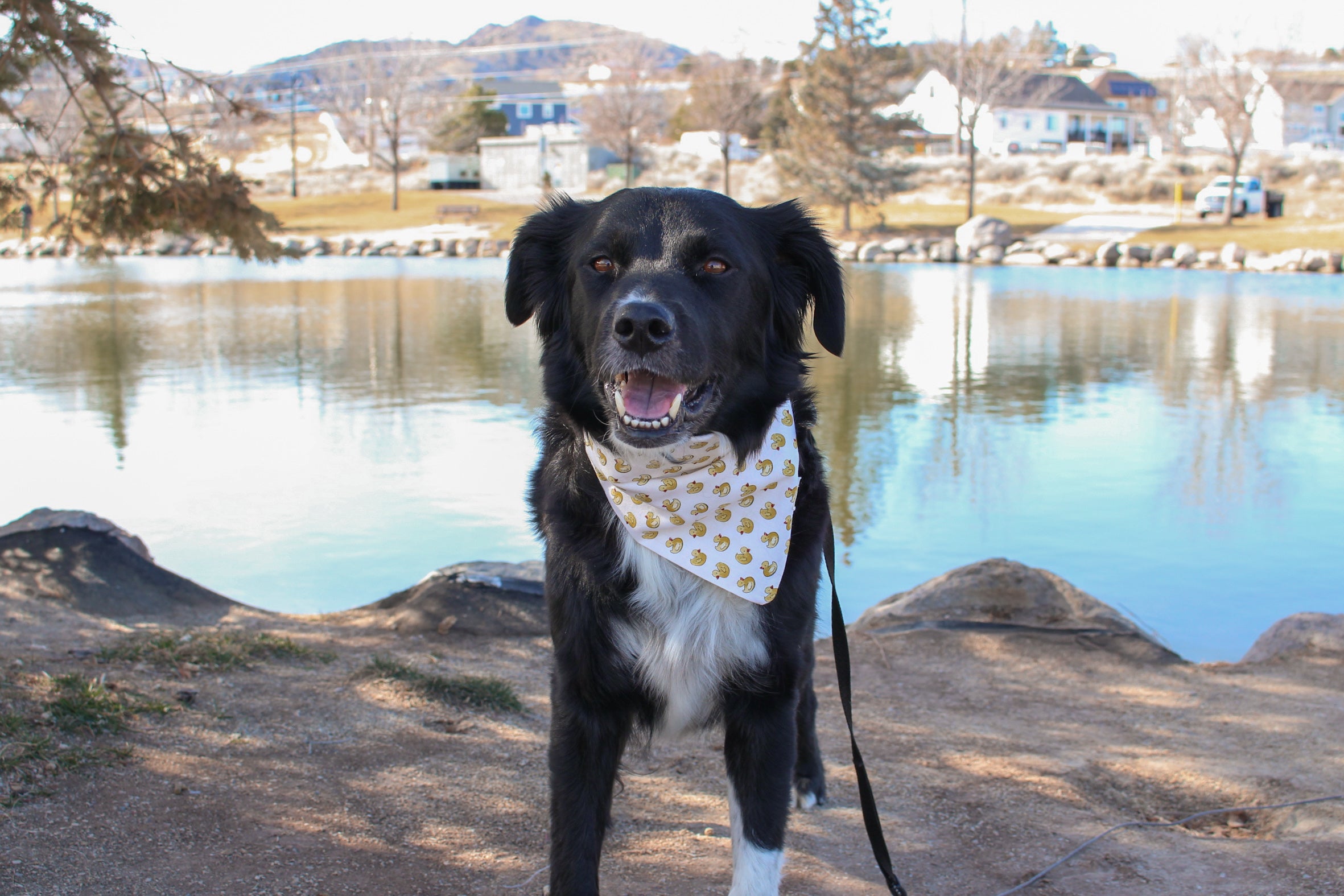 Sunny Ducklings Bandana