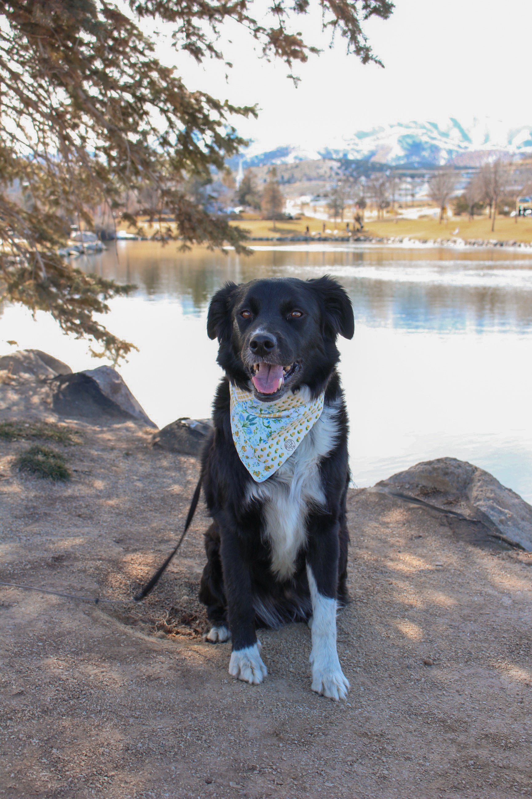 Buttercup Blue Bandana