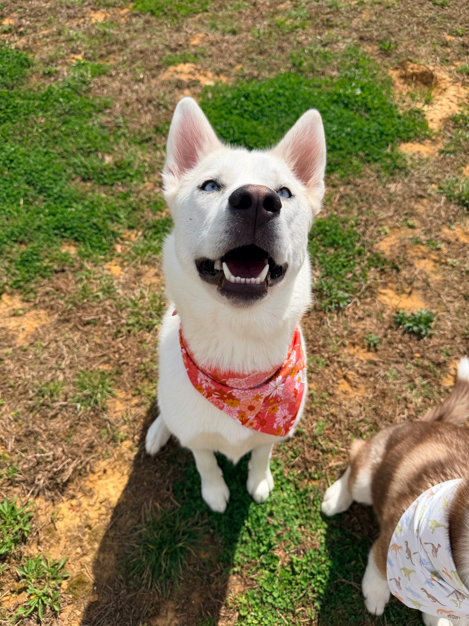 Groovy Garden Bandana