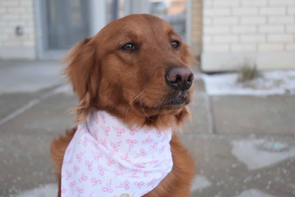 The Nala Bandana