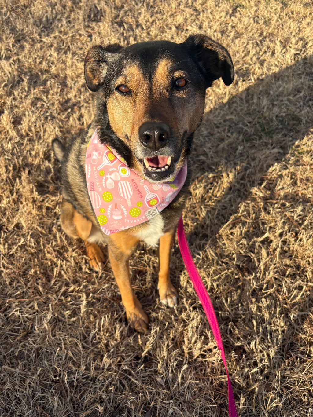 Pickleball Pup (Pink) Bandana