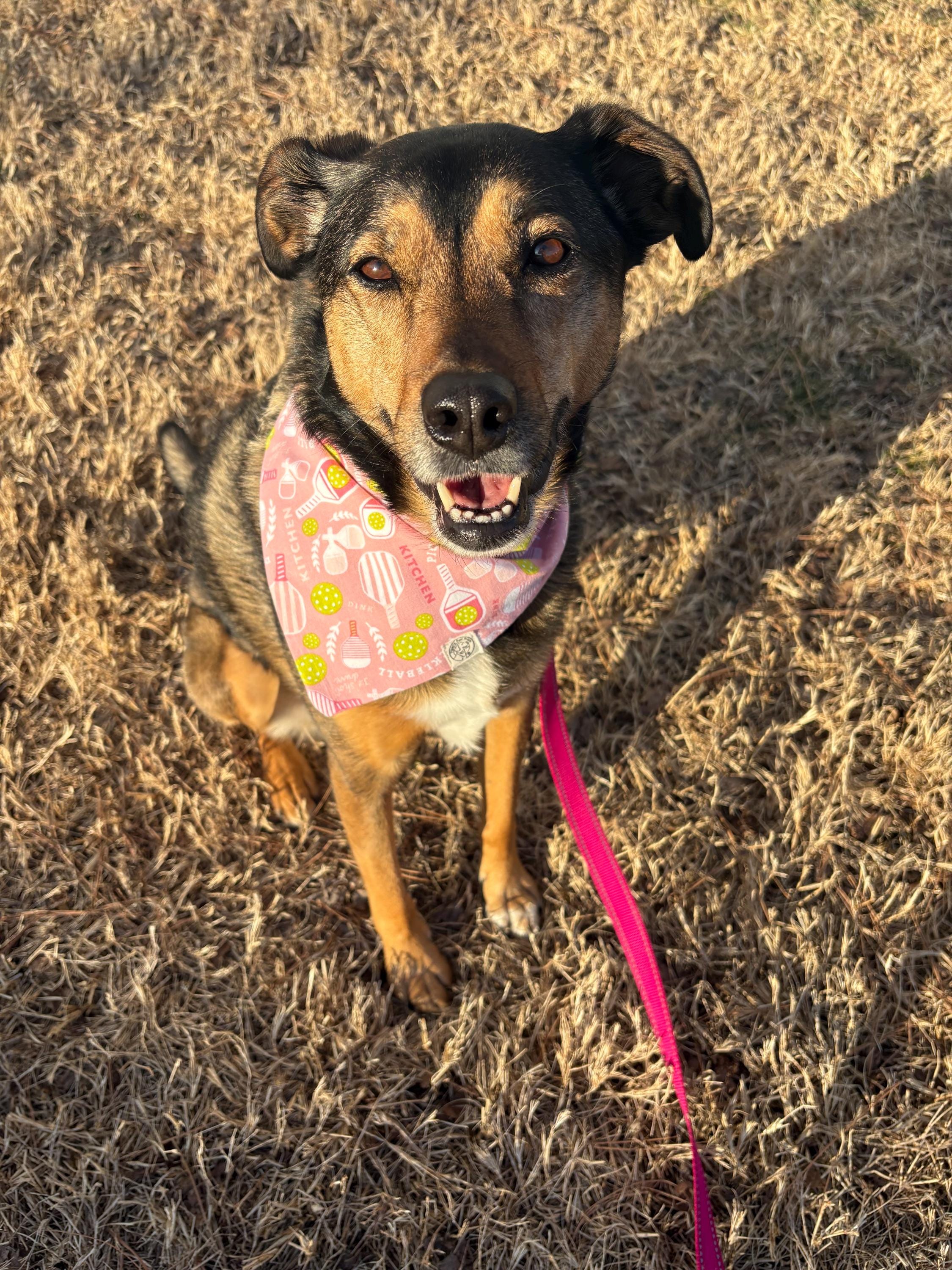 Pickleball Pup (Pink) Bandana