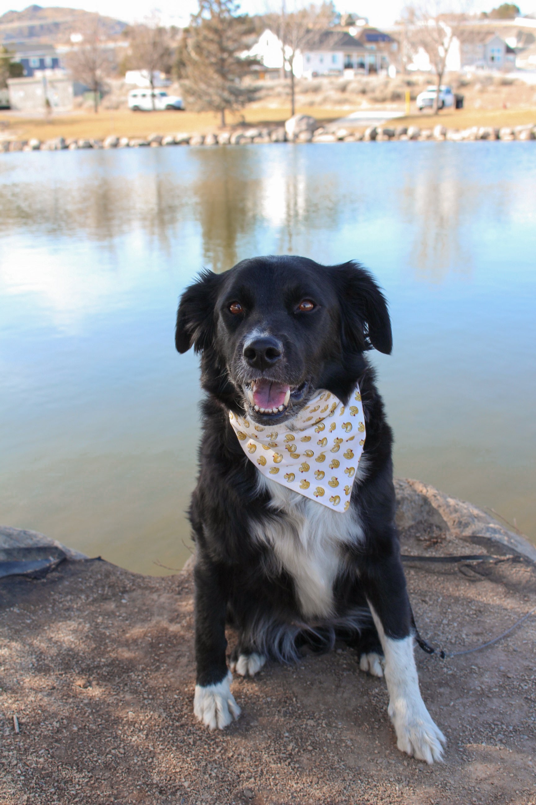 Sunny Ducklings Bandana