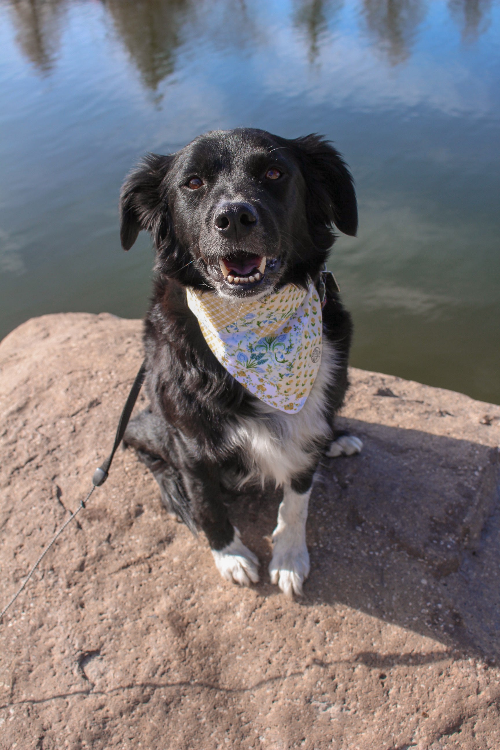 Buttercup Blue Bandana