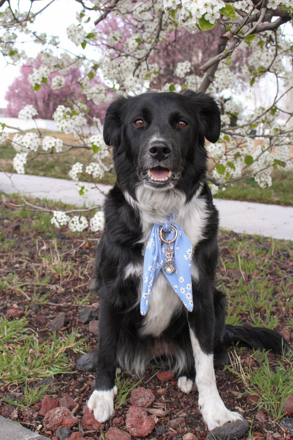 Blue Daisy Ascot