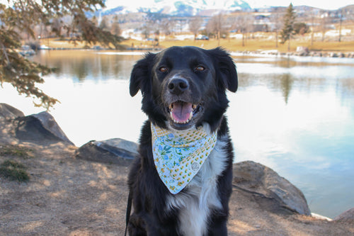 Buttercup Blue Bandana