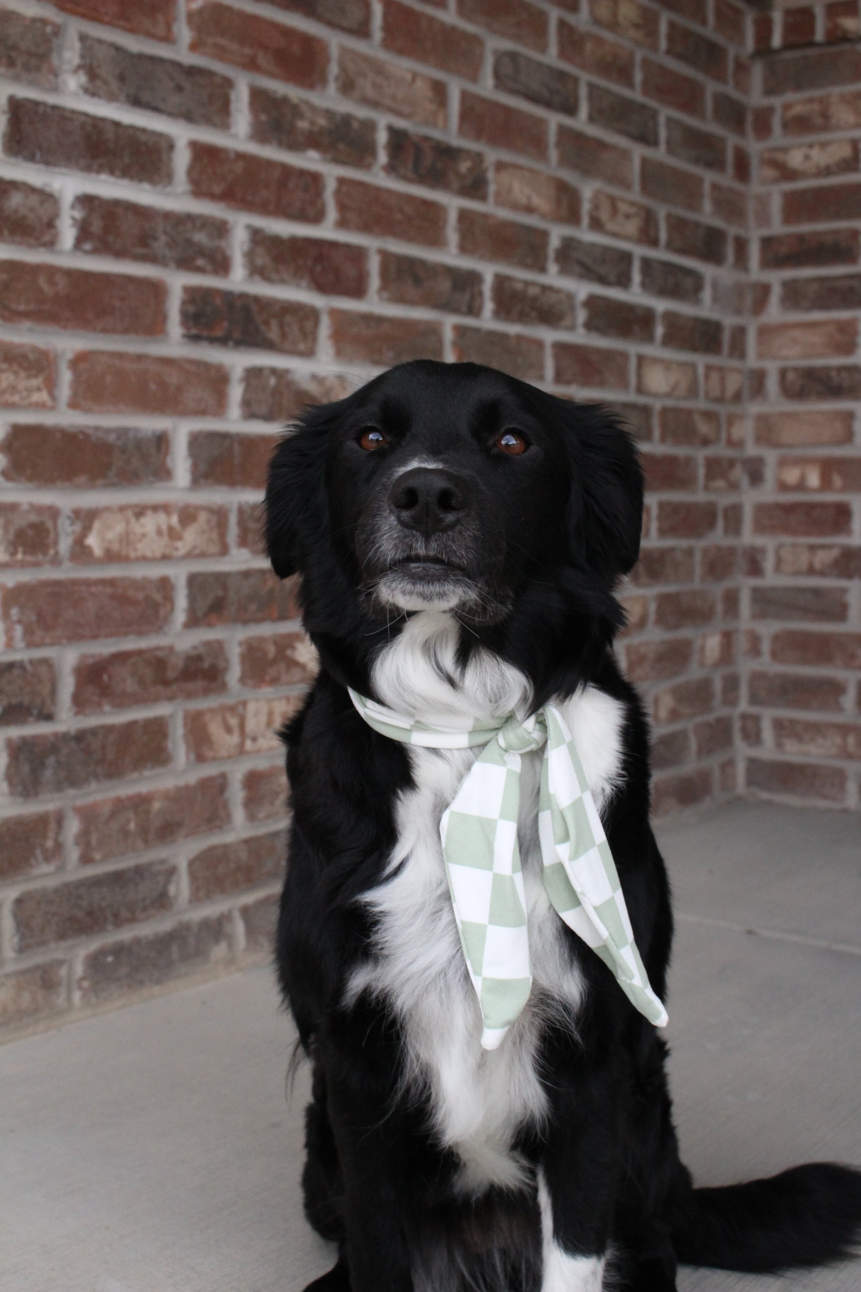 Sage Check Ascot