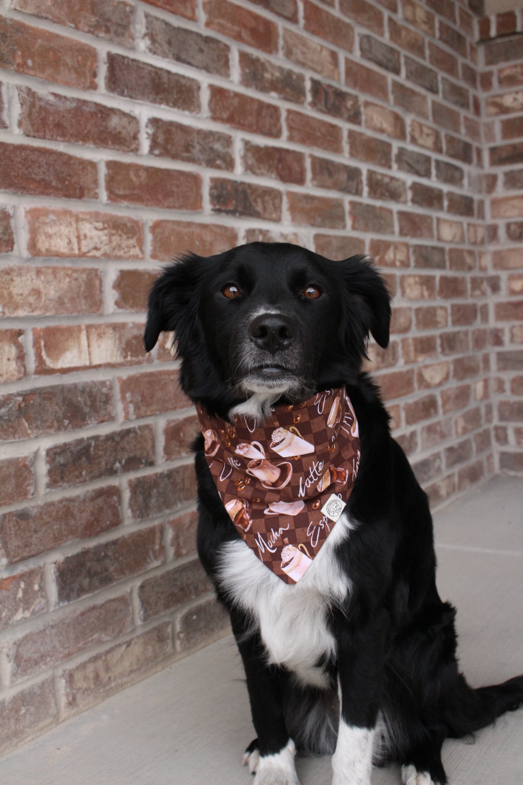 Puppuccino Bandana