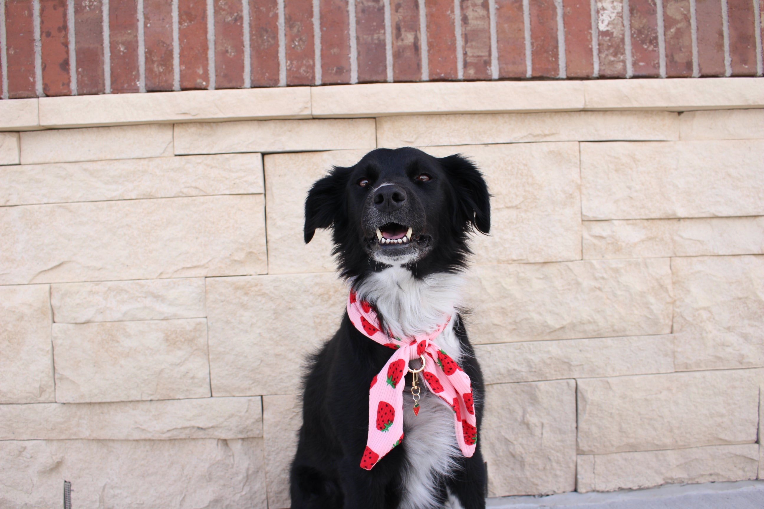 Strawberry Shortcake Ascot