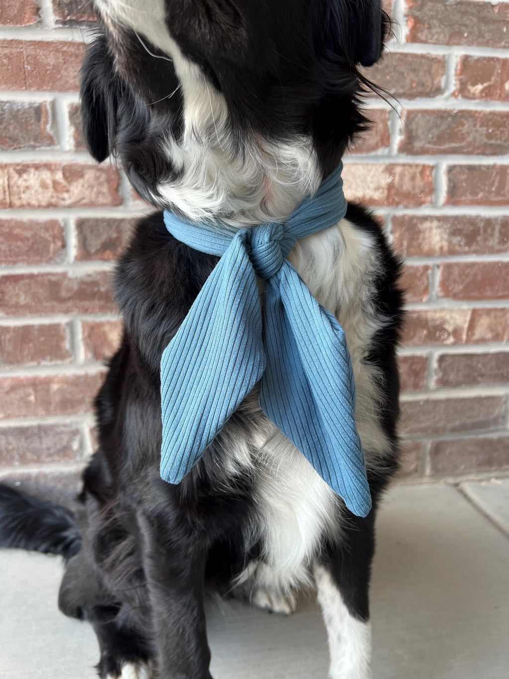 Dusty Blue Ascot
