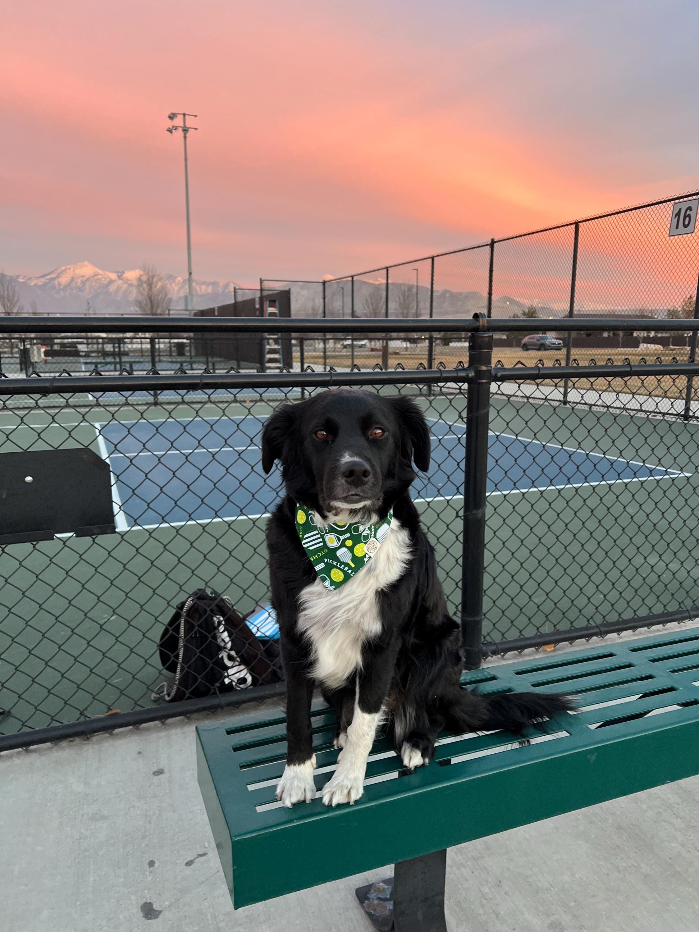 Pickleball Pup (Green) Bandana