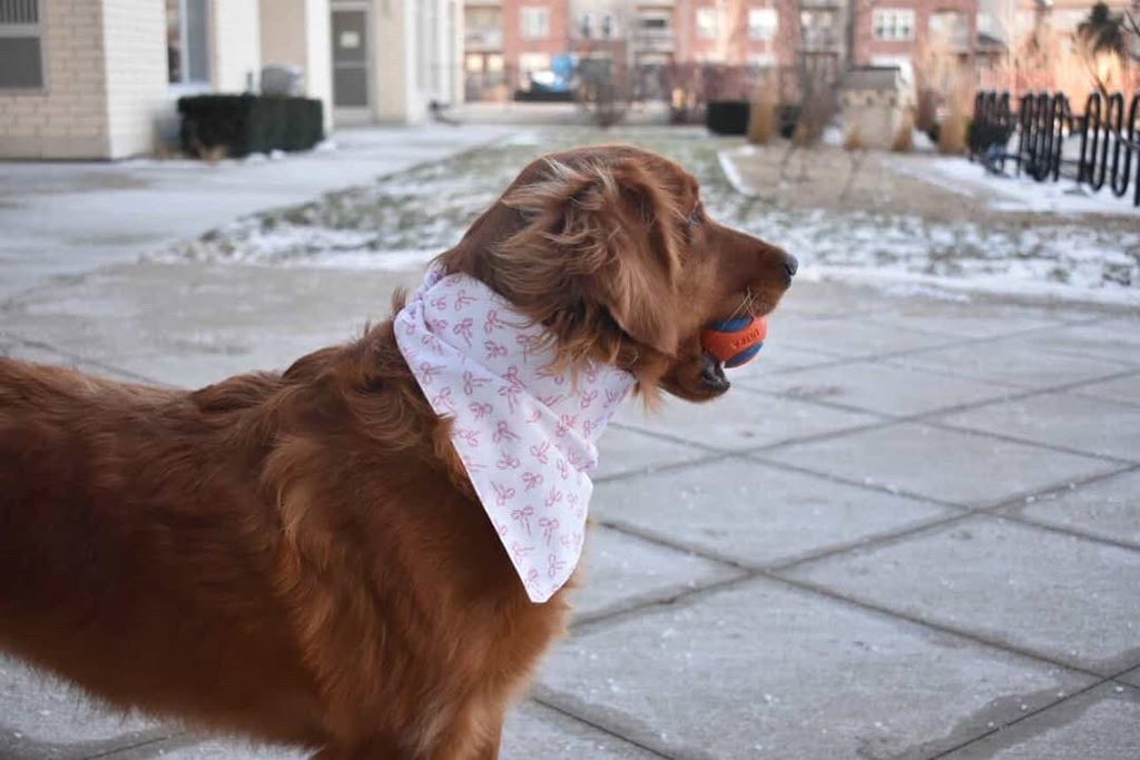 The Nala Bandana