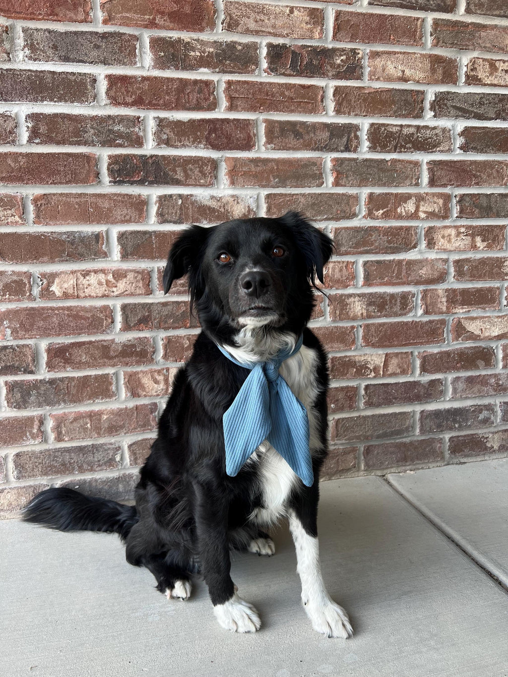 Dusty Blue Ascot