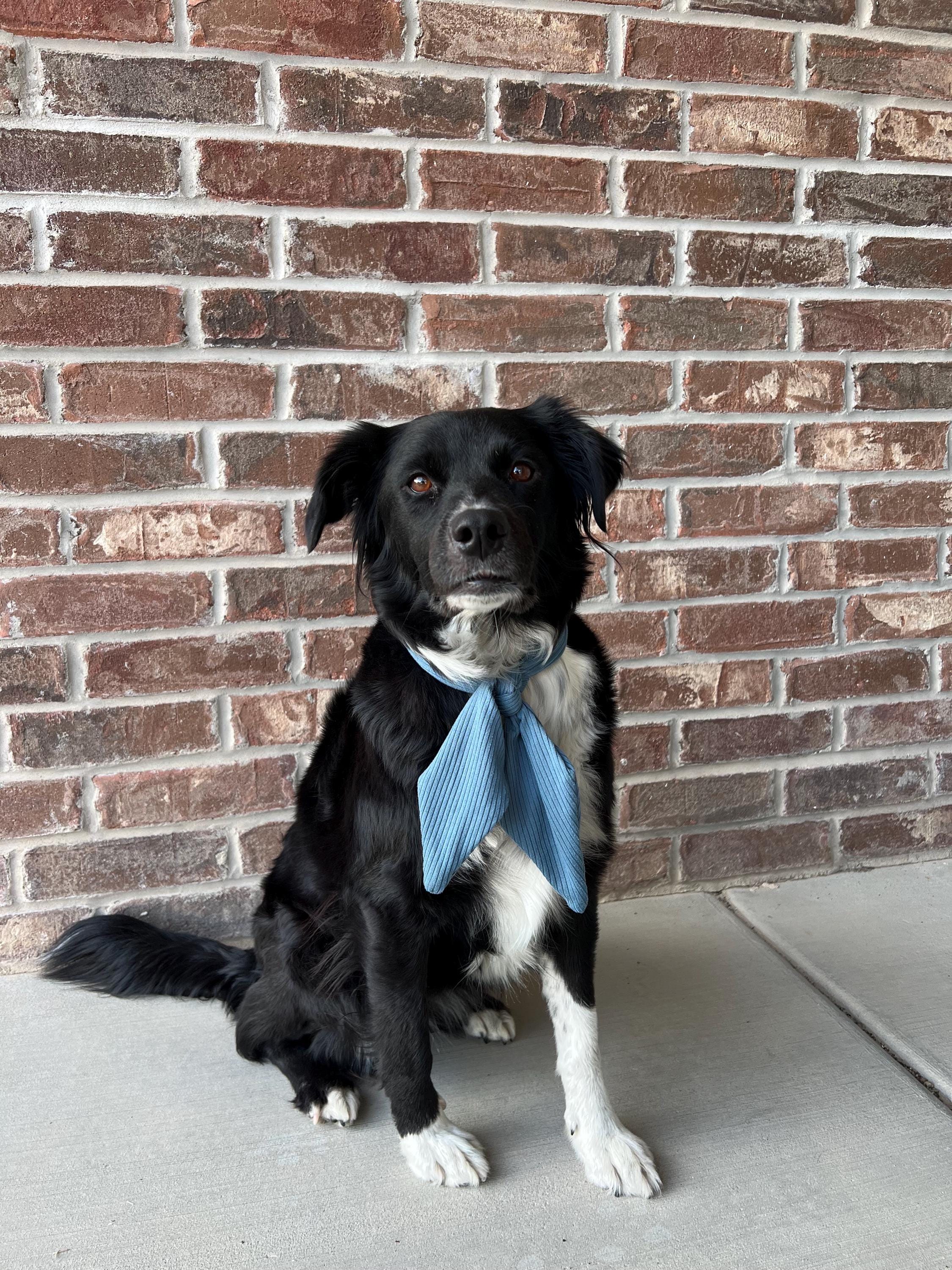 Dusty Blue Ascot